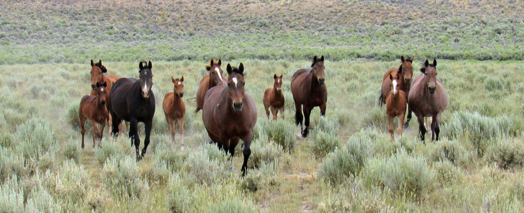 Lisle Quarter Horses: Quality Horses, Built for Real Work