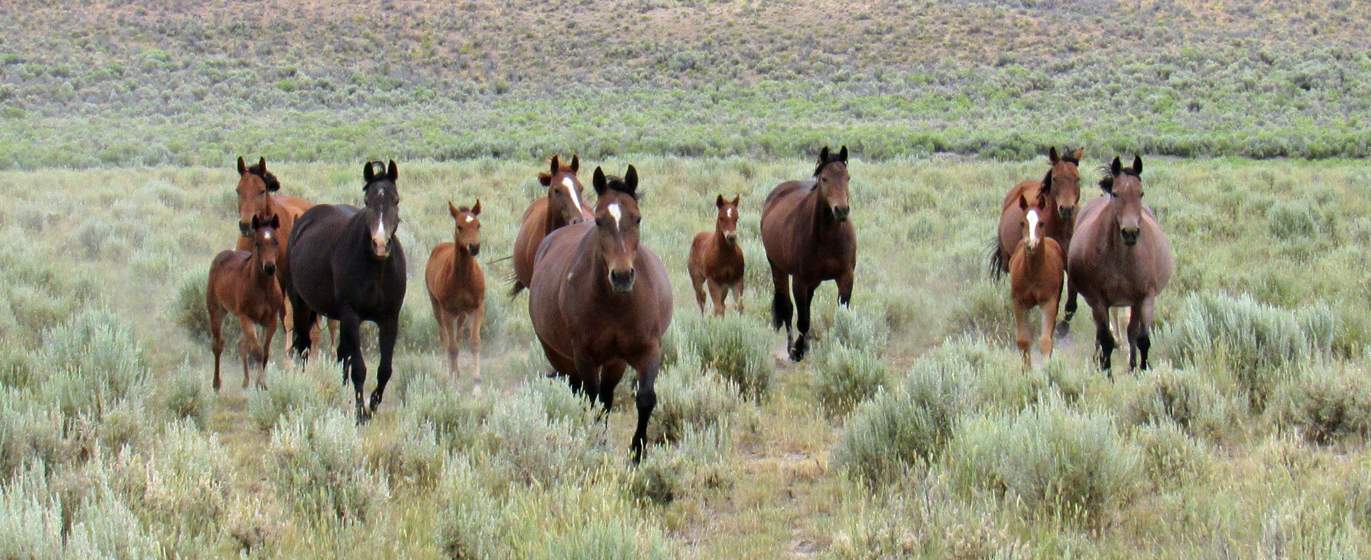 Lisle Quarter Horses: Quality Horses, Built for Real Work